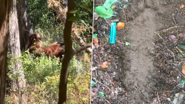 BigFoot Viral Video: टिक टॉकर ने फिल्माया बड़े पैर वाले विशालकाय अनजान जिव का वीडियो, जानें इस वीडियो का सच