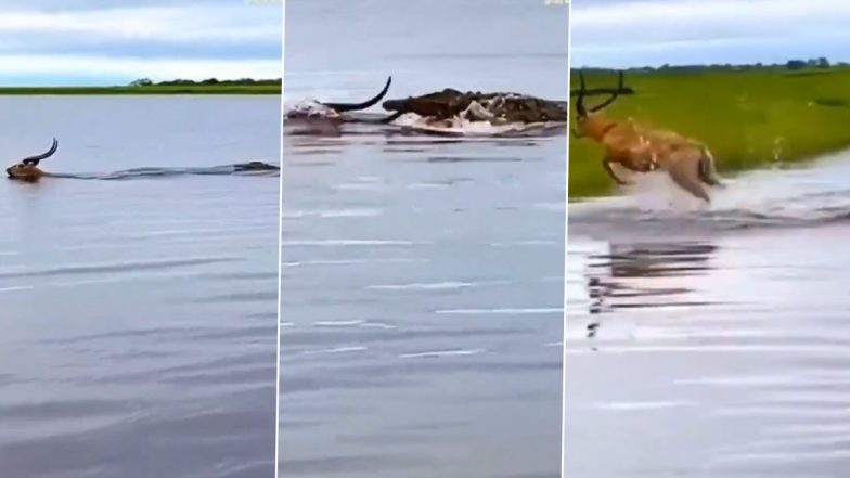 Viral Video: नदी में उतरे हिरण को दबोचने के लिए पीछे पड़ गया खूंखार मगरमच्छ, फिर जो हुआ... आप भी देखें
