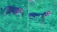 Melanistic Tiger Video: सिमिलिपाल टाइगर रिजर्व में देखा गया काले रंग का बाघ, आईएफएस अधिकारी सुशांत नंदा ने शेयर किया वीडियो