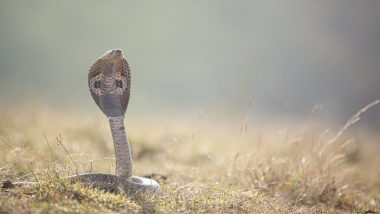 Hapur Shocker: यूपी के हापुड़ में सांप ने मां और उसके दो बच्चों को डसा, दोनों मासूम की मौके पर ही मौत (Watch Video)