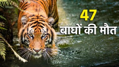 H5N1 Bird Flu Virus: वियतनाम में बर्ड फ्लू से 47 बाघों, 3 शेरों और 1 तेंदुए की मौत, जानें कितना खतरनाक है ये वायरस