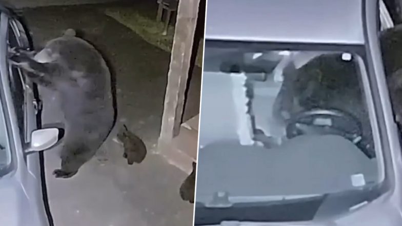 रात के अंधेरे में भालू ने गाड़ी पर कर दिया हमला, फिर जो हुआ… Viral Video देख हो जाएंगे हैरान