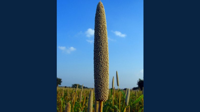 Winter Superfoods: सर्दियों के इन सुपरफूड्स में है गुण हजार, बीमारियों से रहेंगे कोसो दूर, पेट भी कहेगा धन्यवाद