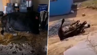 Cow Accidentally Drinks Local Beer: गाय ने गलती से लोकल बीयर पीने के बाद खोया संतुलन, वायरल वीडियो देख भड़के लोग