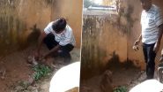 Man Saves Monkey's Life: बेहोश बंदर को सीपीआर देकर शख्स ने बचाई जान, दिल छू लेने वाला वीडियो वायरल