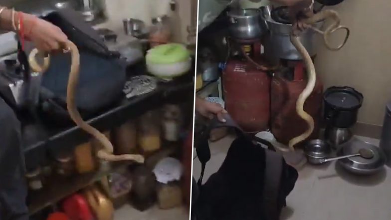 Snake Rescued in Aarey Colony: मुंबई के आरे कॉलोनी में रॉयल पाम बिल्डिंग से रेस्क्यू किया गया सांप, देखें वीडियो