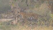 Tigress Spotted Carrying Fawn In Mouth: मुंह में हिरण का बच्चा लिए जंगल में दिखी बाघिन, वीडियो देख मंत्रमुग्ध हुए लोग