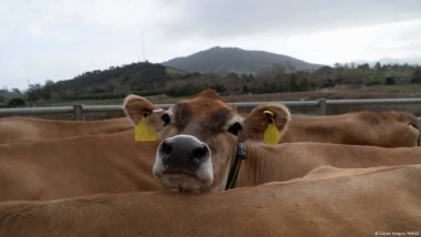 गायों के मीथेन उत्सर्जन को रोकने के लिए वैज्ञानिकों की नई कोशिश