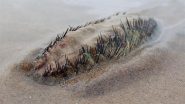 Sea Mouse Spotted in UK Beach: ससेक्स के समुद्र तट पर रेंगता हुआ दिखा दुर्लभ समुद्री जीव, अविश्वसनीय वीडियो हुआ वायरल