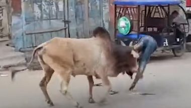 UP Bull Attack: यूपी के जलालाबाद में आवारा सांड का आतंक, सड़क चलते कई लोगों पर हमला कर किया घायल, देखें वीडियो