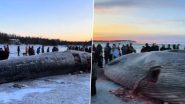 Carcass of Endangered Fin Whale Washes Ashore in Alaska: लुप्तप्राय फिन व्हेल का बर्फ से जमा हुआ शव अलास्का के तट पर मिला, देखें वायरल वीडियो