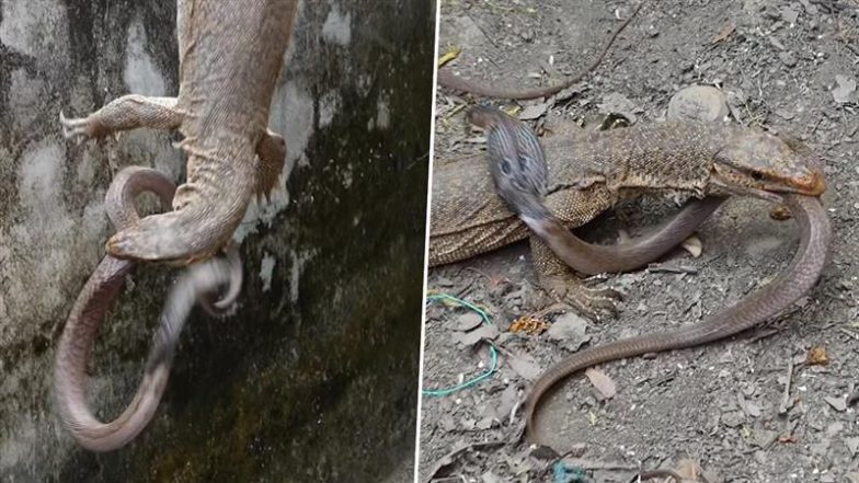 Viral Video: किंग कोबरा सांप को विशालकाय छिपकली ने अपने मुंह में लिया दबा, फिर जो हुआ… देखकर दंग रह जाएंगे आप
