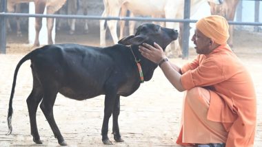 CM Yogi in Gorakhpur: सीएम योगी ने गोरखपुर में की गौ सेवा, जनता दरबार लगाकर सुनी लोगों की समस्याएं (See Pic)