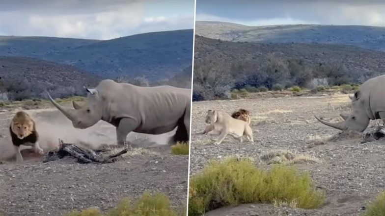 Viral Video: गैंडे को कमजोर समझने की गलती कर बैठी शेरों की टोली, जानवर ने अकेले ही सबको सिखाया सबक