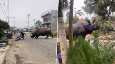 खेत से बाहर आकर सड़क पर गैंडे ने मचाया उत्पात, गुस्साए जानवर ने बाइक वाले पर कर दिया अटैक (Watch Viral Video)