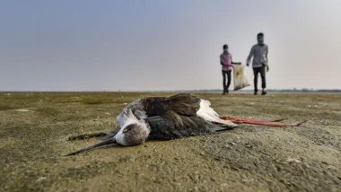 Sambhar Lake Bird Deaths: राजस्थान की सांभर झील में 500 से अधिक पक्षियों की मौत, वजह जानकर चौंक जाएंगे आप