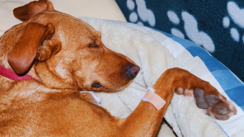 Telangana Animal Cruelty Horror: संगारेड्डी एड्डुमाइलाराम गांव में कुत्तों के पैर और मुंह बांधकर पुल से फेंका गया, 21 कुत्तों की मौत, 11 की हालत गंभीर