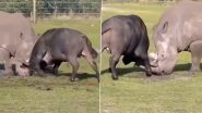 Rhinoceros vs Bull Fight Video: गैंडे और सांड के बीच हुई जोरदार लड़ाई, देखें कौन जीता?