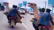 Camel Transported Cruelly: मोटरसाइकिल पर बेरहमी से ऊंट ले जाते हुए क्लिप वायरल, वीडियो से मचा आक्रोश