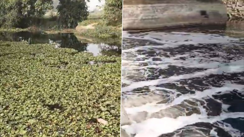 VIDEO: कानपुर जिले की नून नदी में मरी सैकड़ो मछलियां, फैक्ट्री में छोड़ा जाता है केमिकल का पानी, वीडियो वायरल