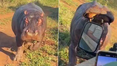 Angry Hippo Chases and Bites Vehicle: गुस्साए दरियाई घोड़े ने सफारी वाहन का पीछा किया और उसे काट लिया, देखें वायरल वीडियो