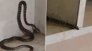 Ranchi Ornate Flying Snake Rescue: झारखंड के रांची में दिखा अनोखा "तक्षक नाग", राजा परीक्षित को इसी प्रजाति के सांप ने काटा था; VIDEO