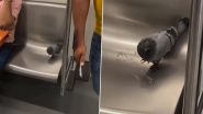 Pigeon Casually Travelling In Metro: दिल्ली मेट्रो में आराम से यात्रा कर रहे कबूतर का क्लिप वायरल, देखें वीडियो