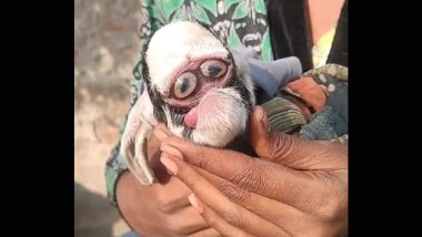 Human-Like Goat Born In UP: यूपी के गांव में पैदा हुई इंसान के शक्ल वाली बकरी, तस्वीर वायरल