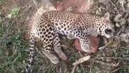 Leopard Found Dead in Andhra Pradesh: मेटलापल्ली गांव में जंगली सूअरों के लिए लगाए गए जाल में फंसकर तेंदुए की मौत, देखें वीडियो