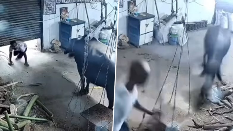 Viral Video: दोस्त के कहने पर घुसा शटर खोलकर दूकान के भीतर, लेकिन अंदर घुसते ही बाल बाल बची जान, देखें वीडियो