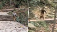 Monkey Walking on Two Legs: एक अंग खोने के बाद दो पैरों पर चलता है ये बंदर, देखें इंसानों की तरह दौड़ते मंकी का वीडियो