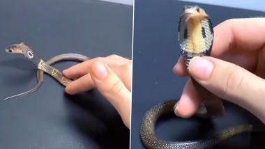 Man Pets Cobra With Bare Hands: शख्स ने नंगे हाथों से कोबरा को सहलाया, वीडियो देख इंटरनेट पर लोग दहशत में