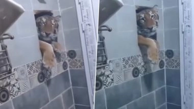 Viral Video: बाथरूम की खिड़की से अंदर घुसने की टाइगर ने की कोशिश, सोशल मीडिया पर वायरल हो रहा है वीडियो