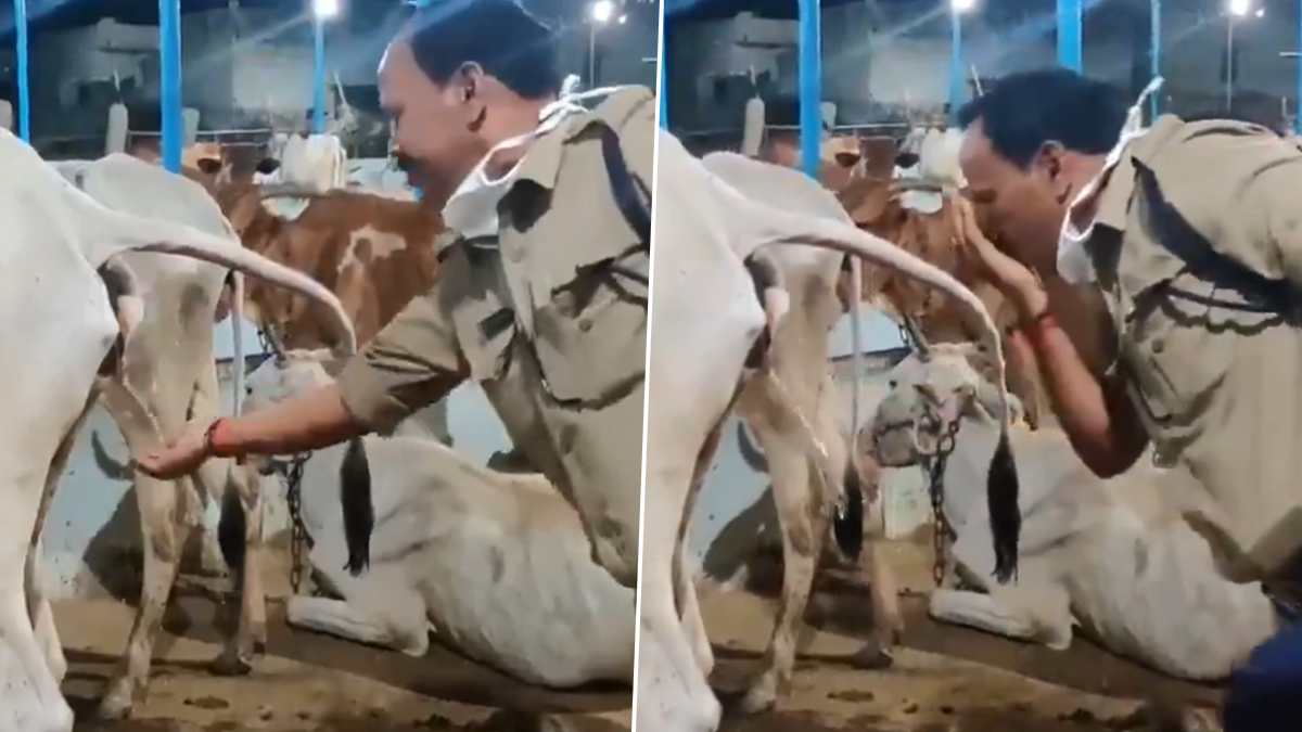 Cop Cow Cop Drinking Cow Urine: गाय का मूत्र पानी की तरह पी रहा है पुलिसकर्मी ...