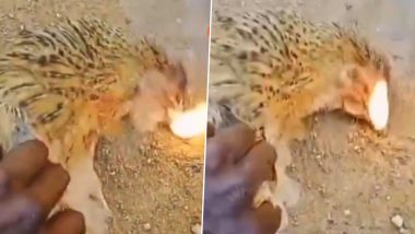 Dead Chickens Emitting Fire From Their Mouth? कर्नाटक के हदीगे गांव में मरी हुई मुर्गियां अपने मुंह से आग उगल रही हैं? चौंकाने वाला वीडियो आया सामने