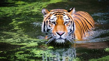 MP Tigers: मध्यप्रदेश सरकार 15 बाघों को छत्तीसगढ़, राजस्थान और ओडिशा भेजेगी