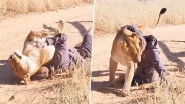 Lioness Reunites With Her Rescuer: अपने बचावकर्ता से काफी वक्त बाद मिली शेरनी, दोनों की बॉन्डिंग का इमोशनल वीडियो वायरल