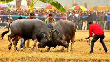 Buffalo And Bulbul Fight Ban: असम में भैंसे और बुलबुल पक्षी के फाइट पर प्रतिबंध! गुवाहाटी हाई कोर्ट ने लगाई रोक