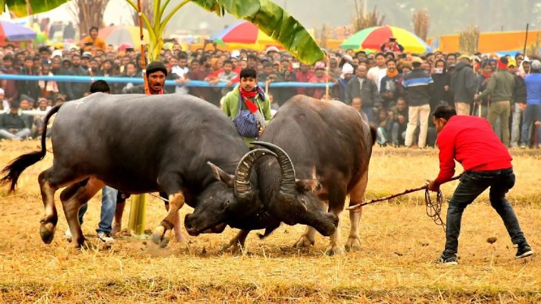 Buffalo And Bulbul Fight Ban: असम में भैंसे और बुलबुल पक्षी के फाइट पर प्रतिबंध! गुवाहाटी हाई कोर्ट ने लगाई रोक