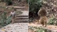 Monkey Viral Video: अपने अगले अंग खोने के बाद बंदर ने सीख लिया इंसानों की तरह चलना, वीडियो हुआ वायरल