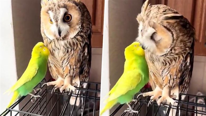 Viral Video: चुपचाप बैठे मासूम उल्लू को छेड़ने लगा शरारती तोता, चोंच से चोंच लड़ाकर किया दोस्त को परेशान