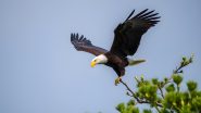 US National Bird Bald Eagle: अमेरिका ने बाल्ड ईगल को आधिकारिक राष्ट्रीय पक्षी घोषित किया, सीनेट और हाउस ने पारित किया बिल