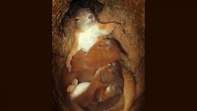 Viral Video: अपने बच्चों को गोद में लेटाकर आराम करती दिखी मां गिलहरी, मनमोहक वीडियो हुआ वायरल