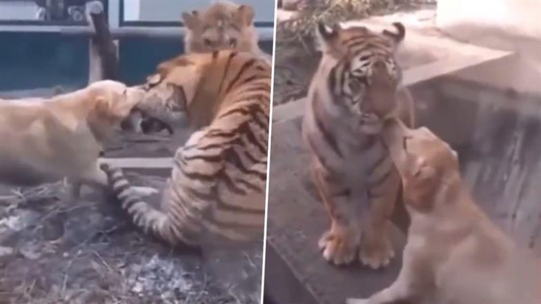 शिकारी बाघ और शेर की लड़ाई में बीच-बचाव करने पहुंचा कुत्ता, Viral Video में देखें कैसे जानवर ने सुलझाया झगड़ा