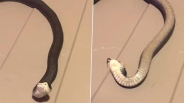 Snake Playing Dead: पास आने पर मरने का नाटक करता है ये पालतू सांप, वीडियो देख नेटीजेंस ने कहा- 'ऑस्कर विनिंग परफॉर्मेंस'