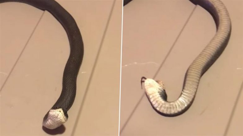 Snake Playing Dead: पास आने पर मरने का नाटक करता है ये पालतू सांप, वीडियो देख नेटीजेंस ने कहा- 'ऑस्कर विनिंग परफॉर्मेंस'