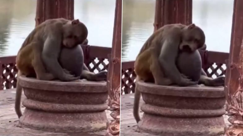 Monkey Hugging Shivling: बंदर का शिवलिंग को प्रणाम करने और गले लगाने का क्लिप वायरल, देखें वीडियो