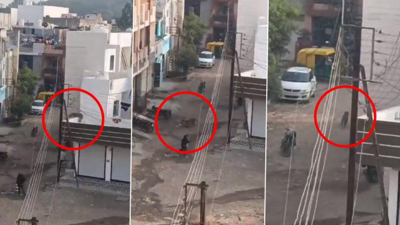 Leopard Scare in Indore: देवगुराड़िया के मानसरोवर कॉलोनी में तेंदुए को घूमते हुए देखा गया, स्थानीय लोगों में दहशत- Video