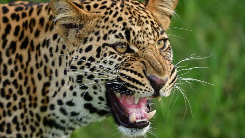 Leopard Attack in Bahraich: बहराइच में तेंदुए ने किया बुजुर्ग पर जानलेवा हमला, शोर मचाने पर लोगों ने पहुंचकर बचाई जान, बहराइच जिले का वीडियो आया सामने;VIDEO