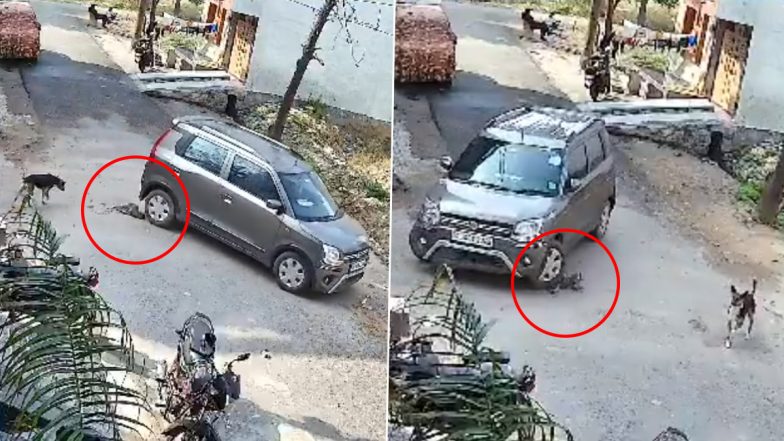 VIDEO: क्रूरता की हदें पार! रिटायर्ड पुलिस अधिकारी ने अपनी कार से सड़क पर कुत्ते के बच्चे को 4 बार कुचला, महूआ मोईत्रा ने की कार्रवाई की मांग, बुलंदशहर का वीडियो आया सामने